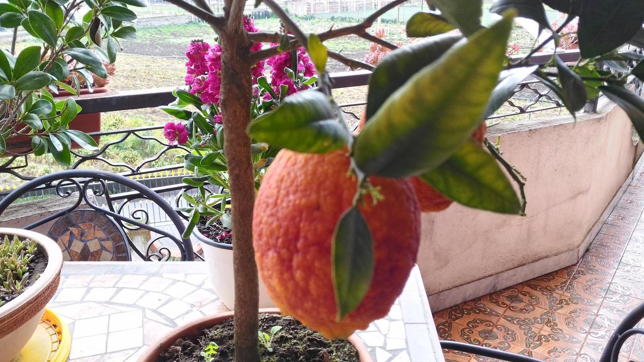 B&B Le Cycas Castellammare di Stabia Exterior photo